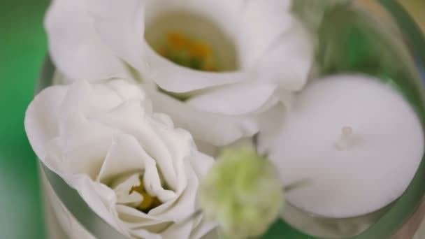 Rose blanche dans un vase — Video