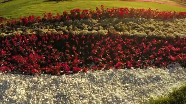 Blomma trädgård i stadsparken — Stockvideo