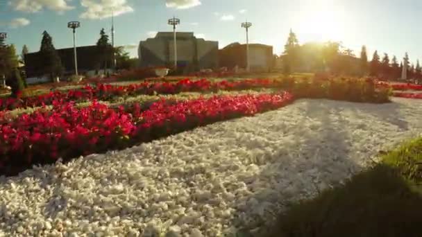 Blomma trädgård i stadsparken — Stockvideo