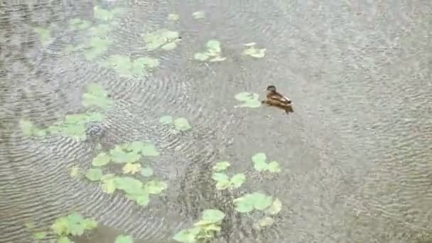 Estanque de pato en la ciudad — Vídeos de Stock