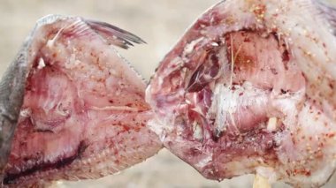 Ateş açın çipura