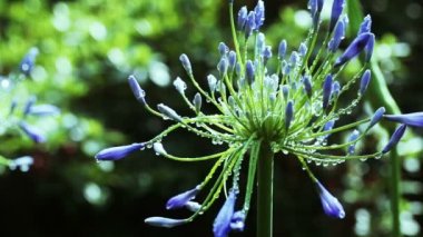 Agapanthus şemsiye