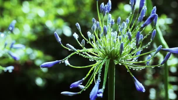 Paraguas Agapanthus — Vídeo de stock