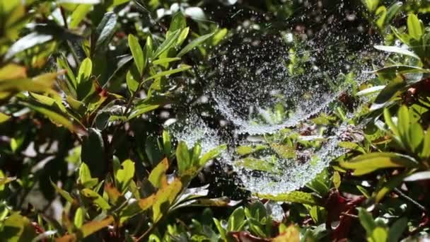 Cobweb with dew — Stock Video