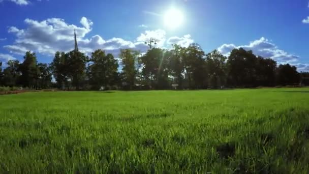 Trawnik w parku miejskim — Wideo stockowe