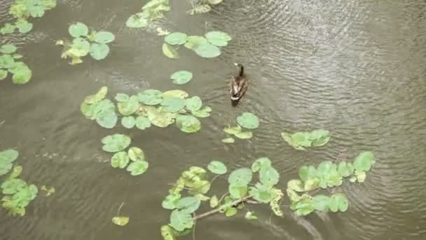 Duck pond in city — Stock Video