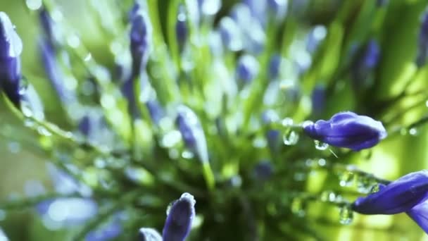 Agapanthus-Regenschirm — Stockvideo