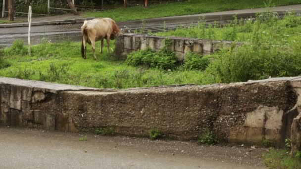 Vaca en calle de la ciudad — Vídeo de stock