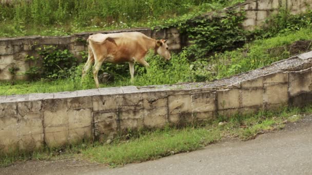 Koe op stad straat — Stockvideo