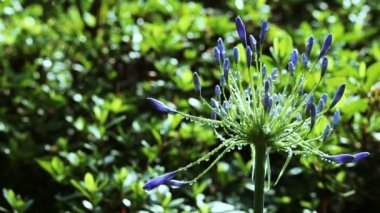 Agapanthus şemsiye