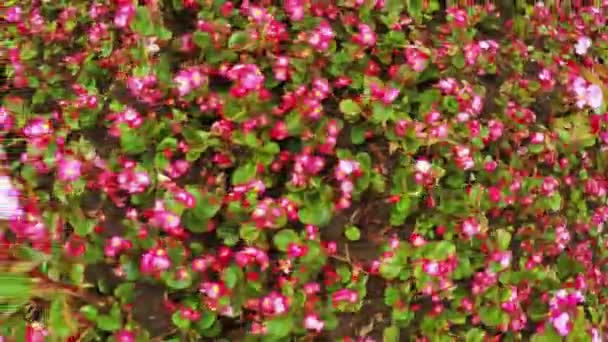 Jardín de flores en parque de la ciudad — Vídeos de Stock