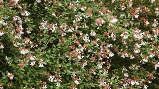 Floribunda di Abelia — Video Stock