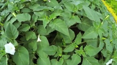 Çiçek bahçesinde Şehir Parkı