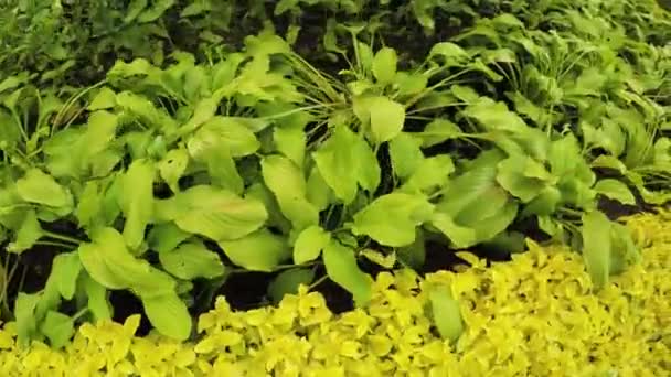 Jardín de flores en parque de la ciudad — Vídeos de Stock