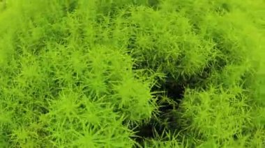 Çiçek bahçesinde Şehir Parkı