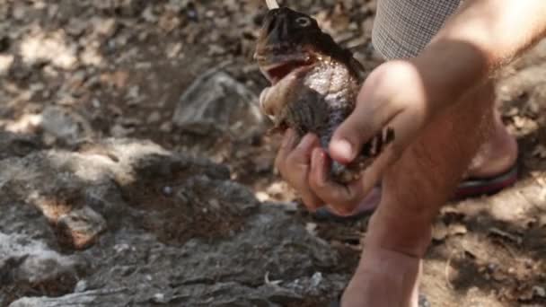 String de poisson sur brochette — Video