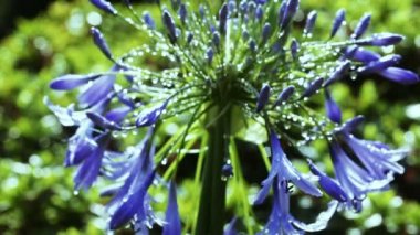 Agapanthus şemsiye