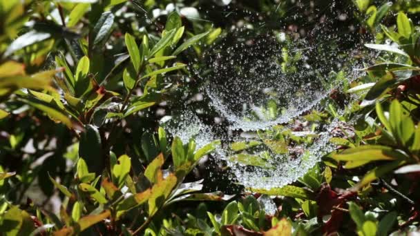 Ιστός αράχνης με δροσιά — Αρχείο Βίντεο