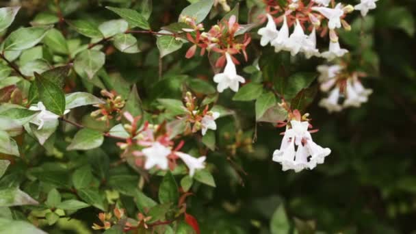 Abelia floribunda — Stok video