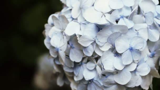 Hortensia boom in botanische tuin — Stockvideo