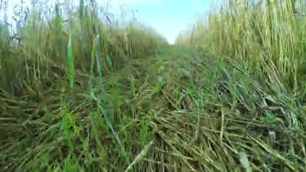 ひまわり畑 — ストック動画