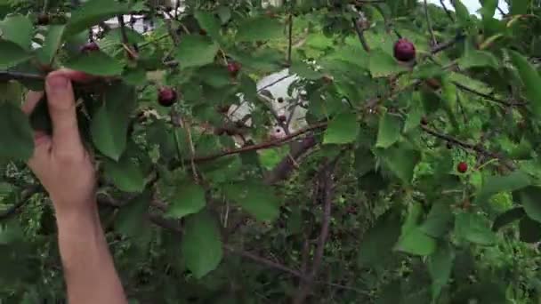 Picking berries — Stock Video