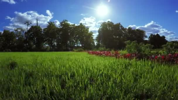 Césped en parque de la ciudad — Vídeo de stock