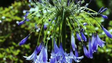 Agapanthus şemsiye