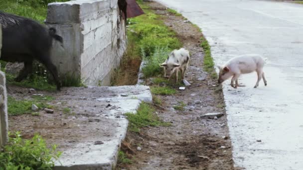 Schweine auf der Straße — Stockvideo