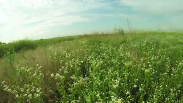 Flores silvestres no campo — Vídeo de Stock