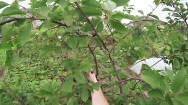 malzeme çekme çilek