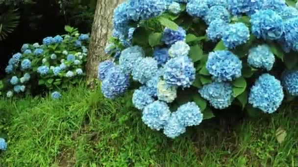 Hortensia dans le jardin botanique 