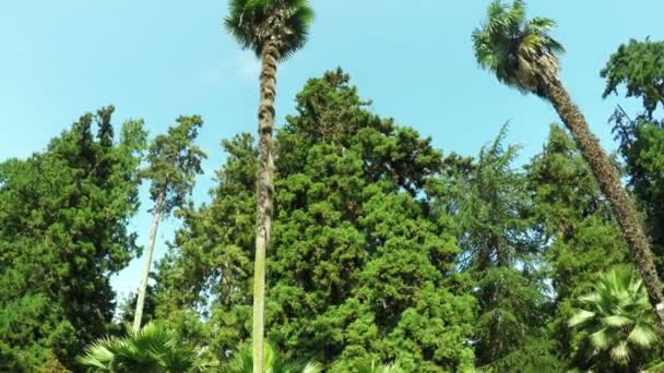 Tall palm trees in botanical garden — Stock Video