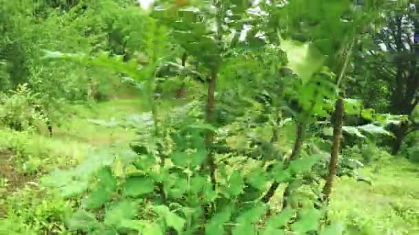 植物園のヒイラギナンテン ビーラ — ストック動画