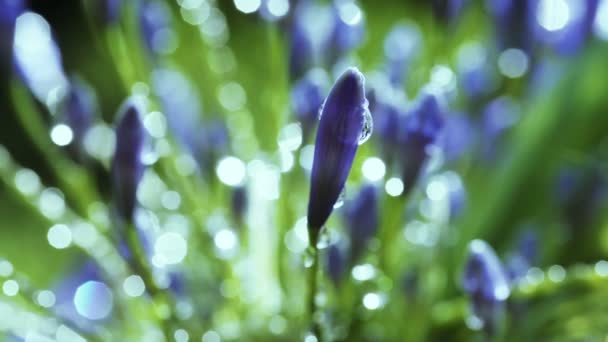 Paraguas Agapanthus — Vídeo de stock