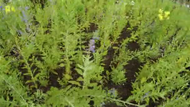 Jardim de flores no parque da cidade — Vídeo de Stock