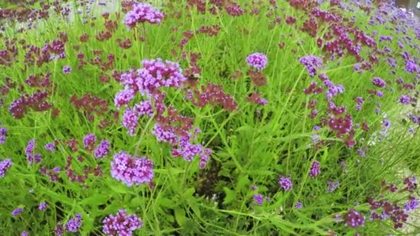 Abejorros en las flores — Vídeos de Stock