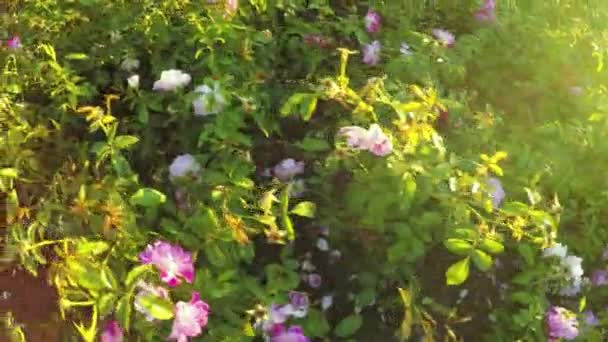 Lecho de flores de rosas — Vídeo de stock