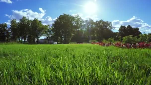 Césped en parque de la ciudad — Vídeo de stock