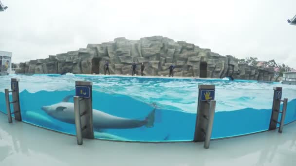 Delfíni v dolphinarium — Stock video