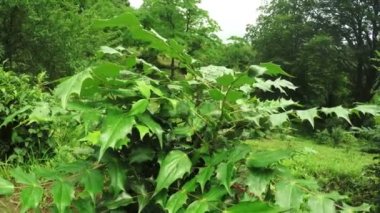 Botanik bahçesinde Mahonia bila