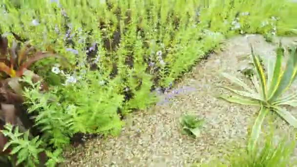 Jardín de flores en parque de la ciudad — Vídeo de stock