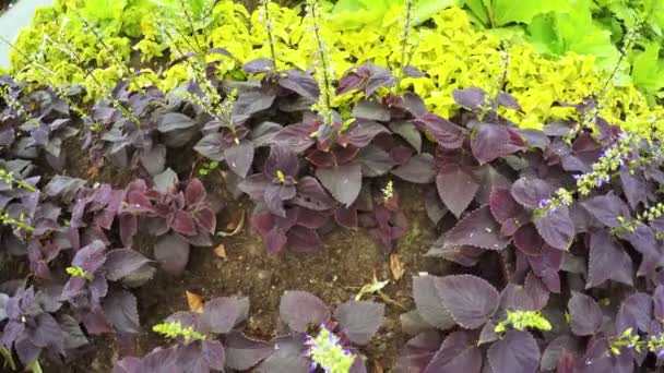 Abejorros en las flores — Vídeos de Stock