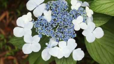 Botanik bahçesinde Hydrangea macrophylla
