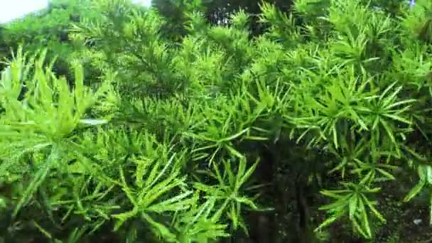 Botanik bahçesinde Podocarpus macrophyllus — Stok video