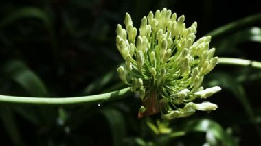 Kraliçe Annes dantel Botanik Bahçesi