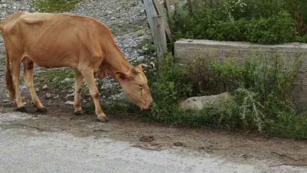 Mañana en pueblo de montaña — Vídeo de stock