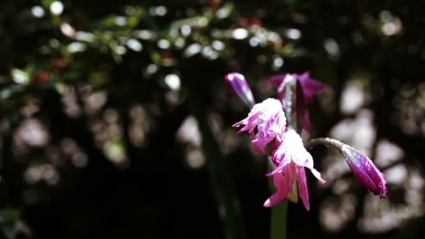 Pink flower in botanic garden — Stock Video