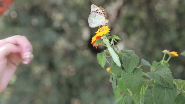 Borboleta e mantis — Vídeo de Stock