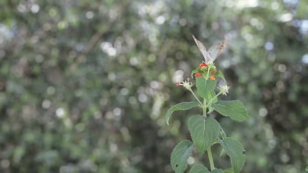 Mariposa y mano femenina — Vídeos de Stock